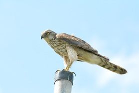 日本最大級の鷲がやってくる!?