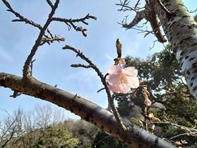 立春~春近し~