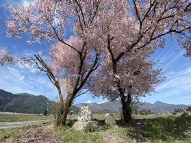 Q:桜の見頃を教えてください
