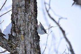 日光湯元ビジターセンターからのお知らせ