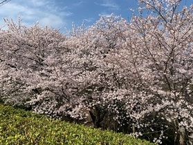桜情報~その③ 満開♪~