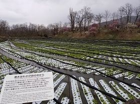 可憐なわさびの花が咲いています