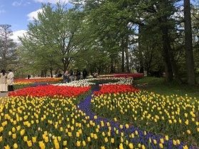 今年も「チューリップ　ナノハナまつり」が開催です♪