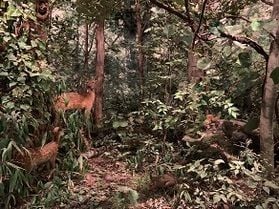 栃木県を代表する博物館♪