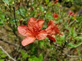「木漏れ日ラウンジ」前のツツジ