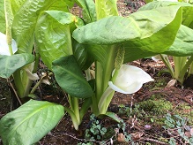 水芭蕉の見られるスポットのご紹介です