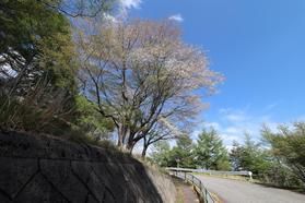 5月に遅い花見を楽しんでみませんか?