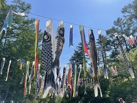 こいのぼりスポット、集めました！