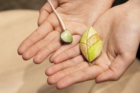 天蚕（てんさん）キットで手作りのお土産を作れます