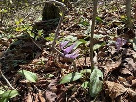 霧訪山～地元の方々に守り継がれる里山の自然。