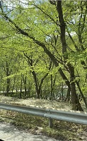 もうすぐやってくる新緑の景色！