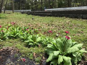 休暇村周辺で見られる植物の開花情報