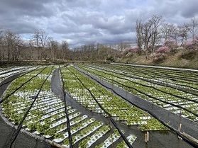 癒しと感動のオアシス　大王わさび農場