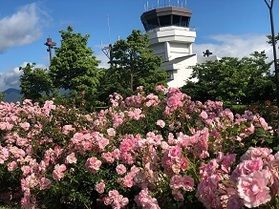 バラが見頃です♪