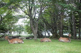 休暇村でシカに会えるかも?