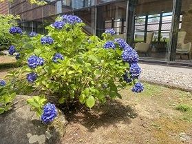 輝き放つ紫陽花
