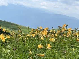 ニッコウキスゲが満開です！！～霧ヶ峰高原～