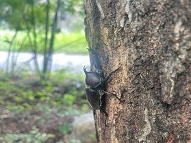 カブトムシがたくさん・・