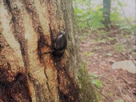 カブトムシ・クワガタプレゼント♪
