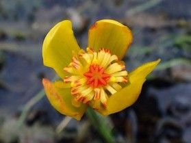 栃木県にしか咲かないお花 !!