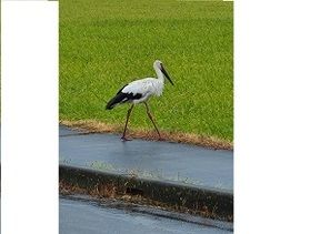 「コウノトリ」到来！