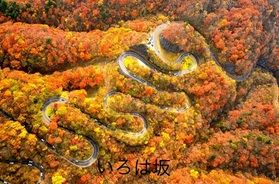 いよいよ日光の紅葉が始まります