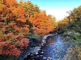烏川渓谷緑地へ紅葉を見に行ってきました。