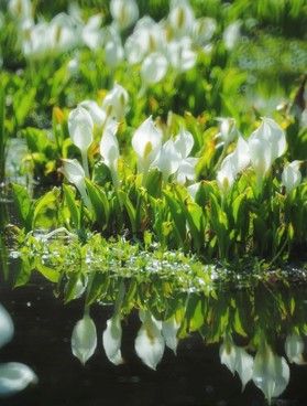 来年のご予定に日光植物園はいかがでしょうか。