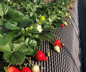 冬のいちご狩り 日光ストロベリーパーク
