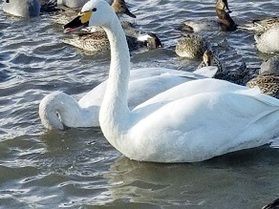 安曇野の冬の風物詩「御宝田(ごほうでん)遊水池」の白鳥
