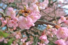 河津桜が見頃を迎えています🌸