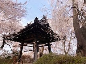 桜が満開です