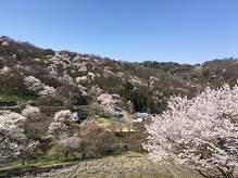 池田町陸郷の山桜