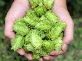 ホップ・ビール麦・水 全てが安曇野産100％
