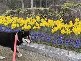 春の森で遊ぼう！新緑ピクニック