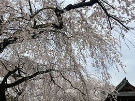 桜・サクラ・さくら