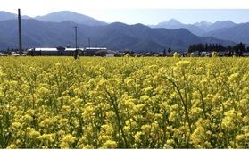 菜の花畑の中で癒やしの空間味わってみてはいかがでしょうか？
