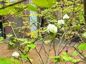玄関前に咲く白い花
