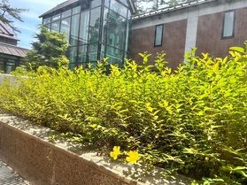 この花なあに？
