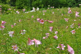 ヒメサユリの開花状況
