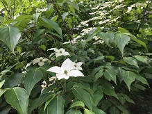 この花は何の花ですか？