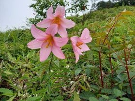6月9日(金)現在 ひめさゆり開花状況 喜多方市熱塩加納町