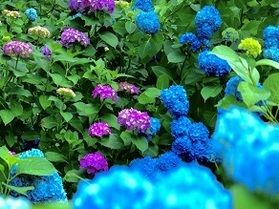季節の花 あじさいで涼む。