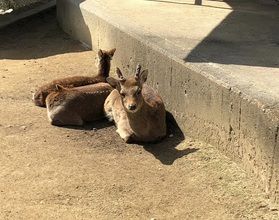 動物も景色も楽しもう！！