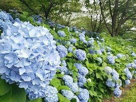 子供も遊べる《見頃》あじさい公園