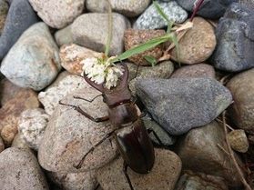 子どもと一緒にキャンプ体験