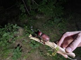 Q＆A　近くでカブトムシは見れますか？？