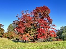 秋のご計画の参考に、紅葉情報🍁