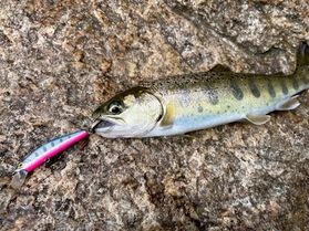 2023年夏の大入川水系でルアー釣り！