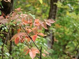 周辺の紅葉情報